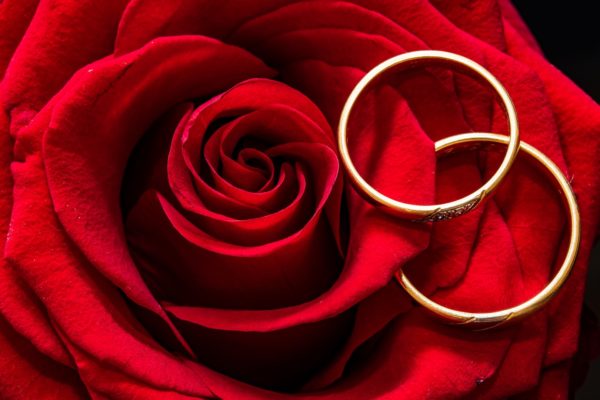 Close-up photo of two white gold wedding rings designs placed atop a full-bloomed red rose