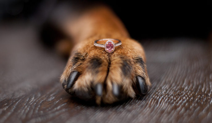 An oval shaped pink diamond on a puppy's paw